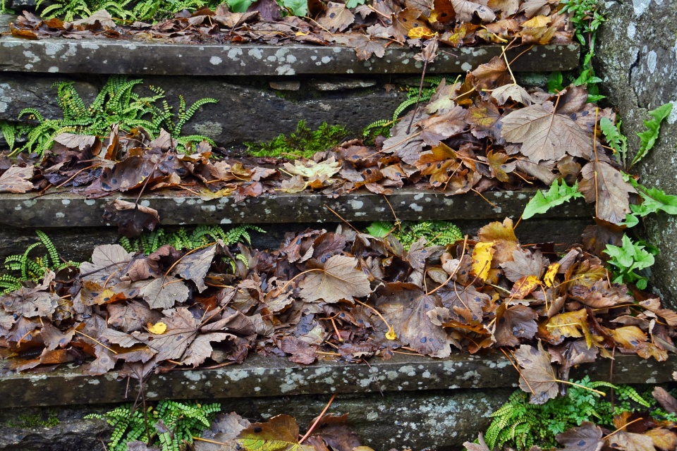 Autumn Leaves Seasidesusie Blipfoto