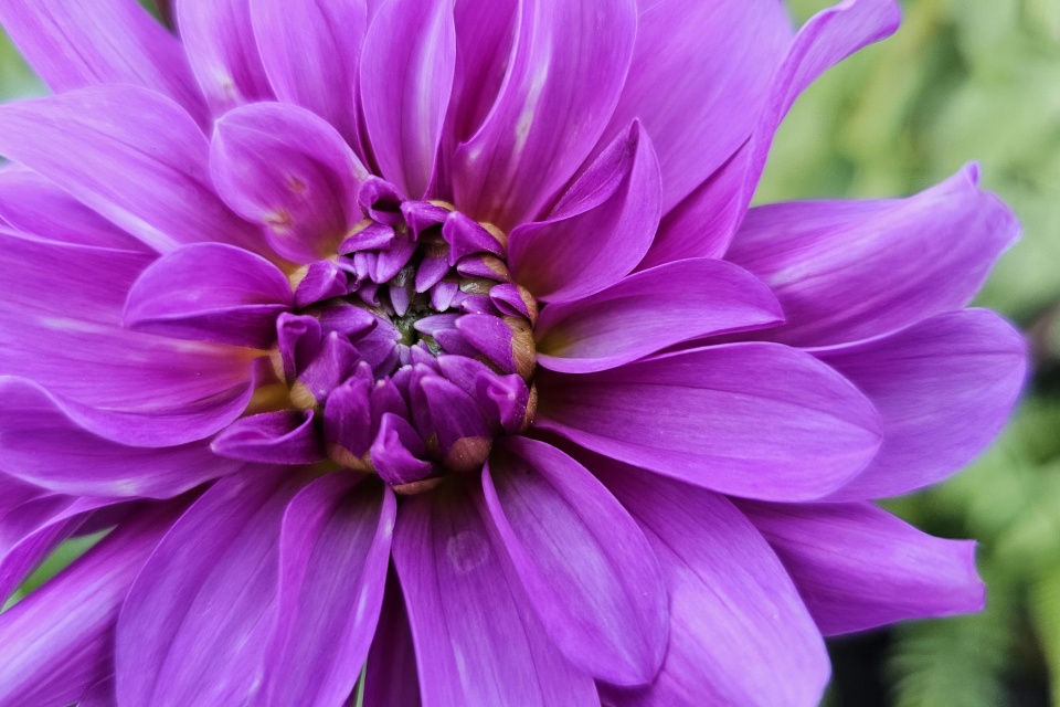 Bluetiful Dahlia Blossom Ronaldberry Blipfoto