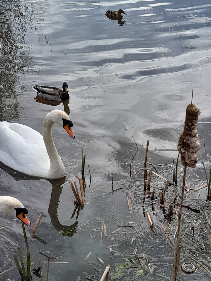 Swan In The Bullrushes Edangeredspec Blipfoto