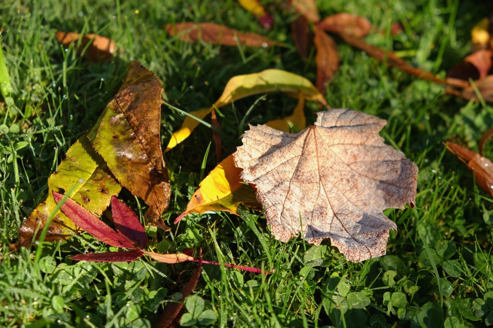 Autumn Leaves Ed Sheeran V K Blipfoto