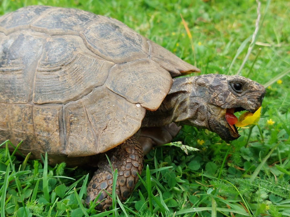 World Turtle And Tortoise Day Celebrations Helenann Blipfoto