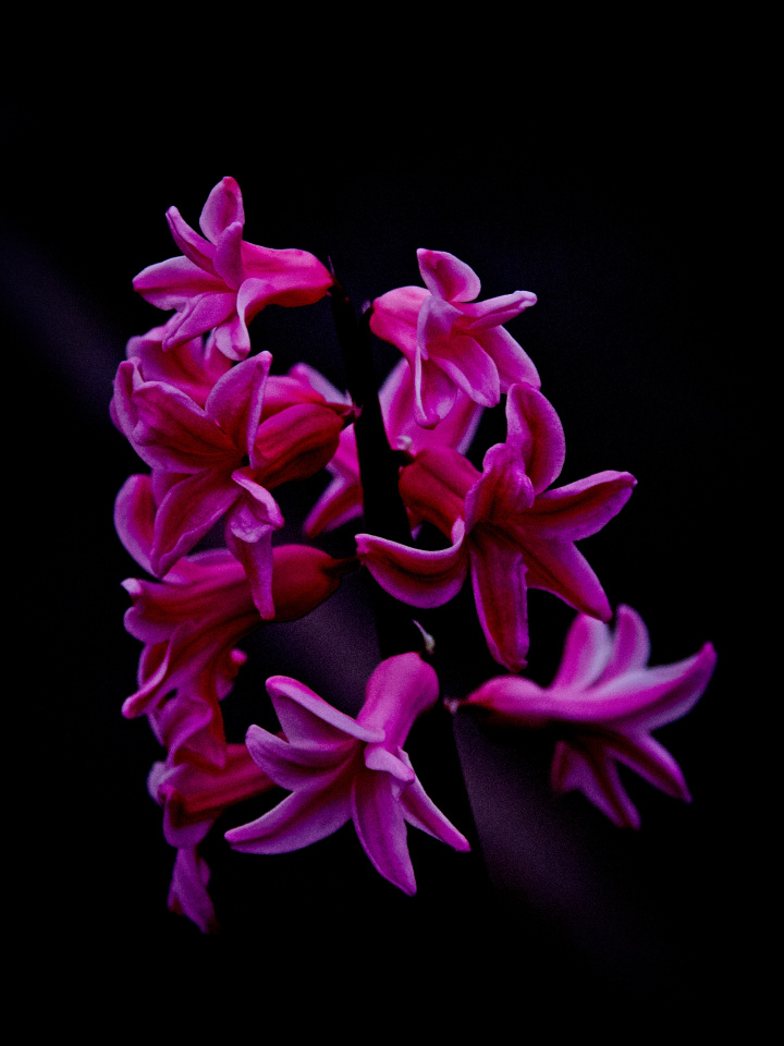 Pink Hyacinth Amanda T Blipfoto