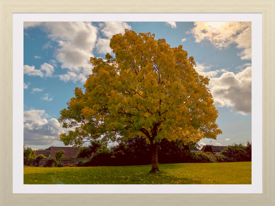 Autumn Leaves Amanda T Blipfoto