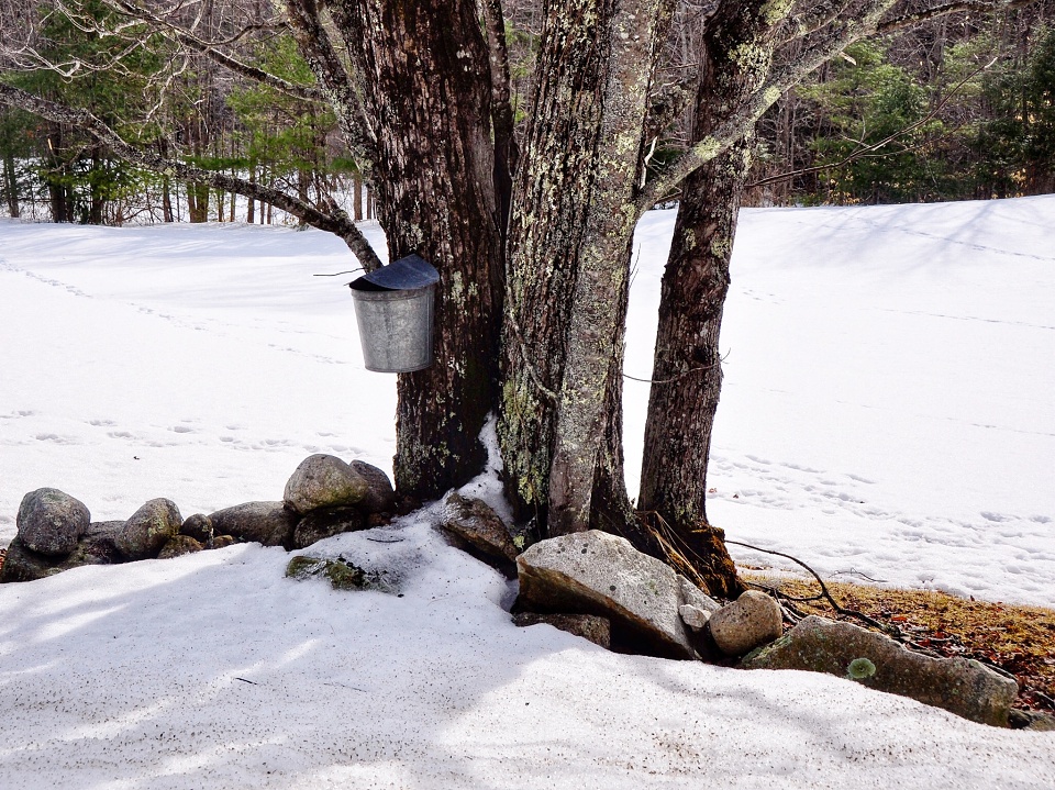 Maple Syrup Season Memories Me Blipfoto