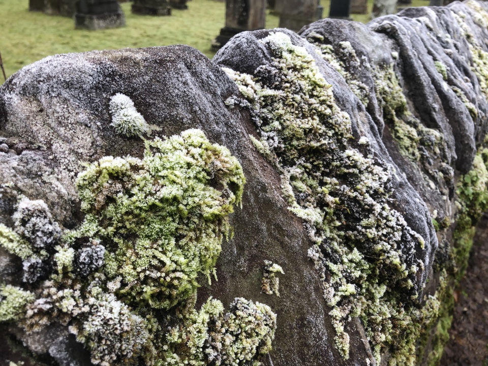 Static Icy Lichens Pisky Blipfoto