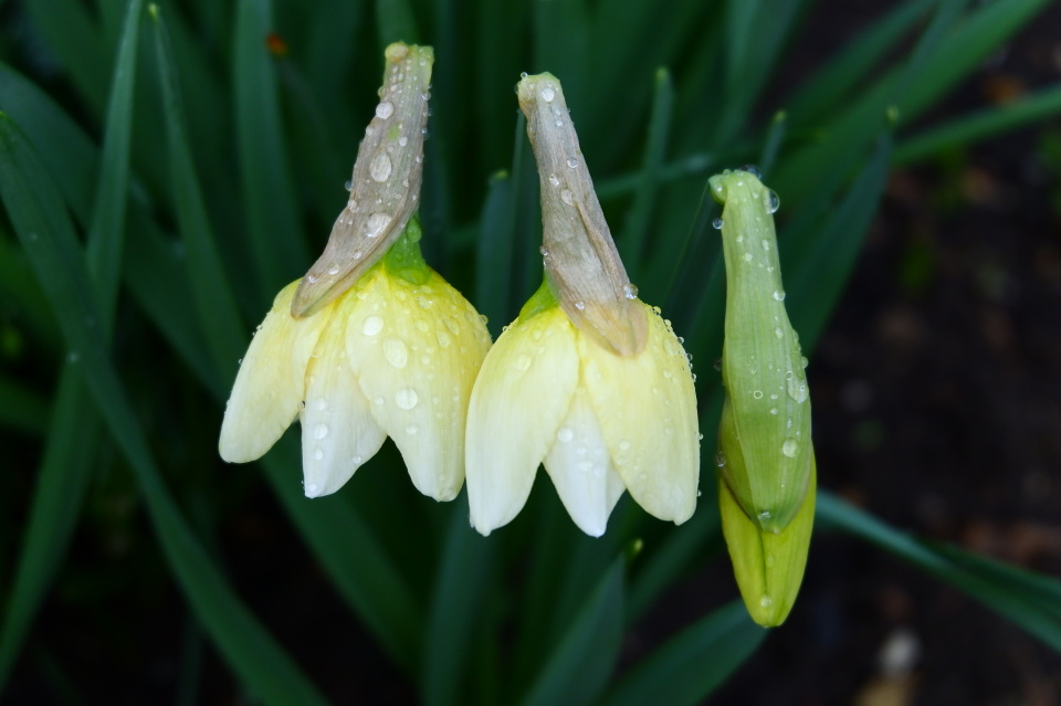 Daffodils opening Chas Blipfoto