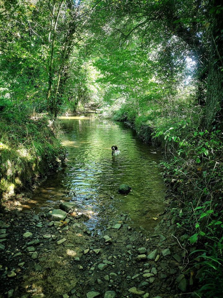 Inleman Doggie Paddle | Ingleman | Blipfoto