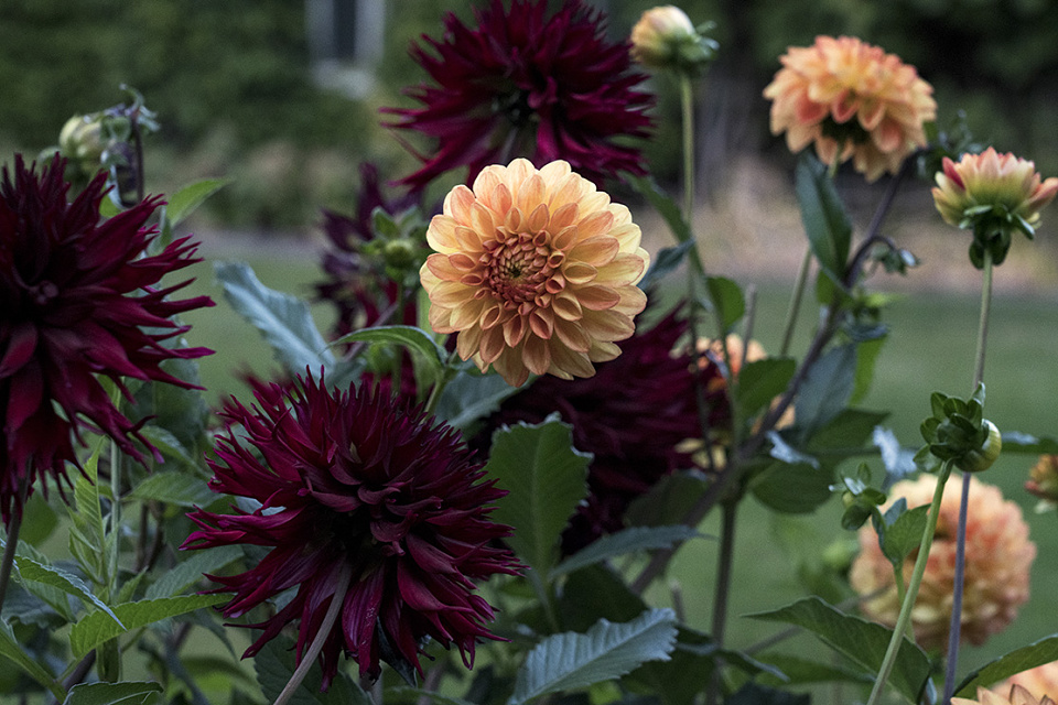 Dahlia season standingTree Blipfoto