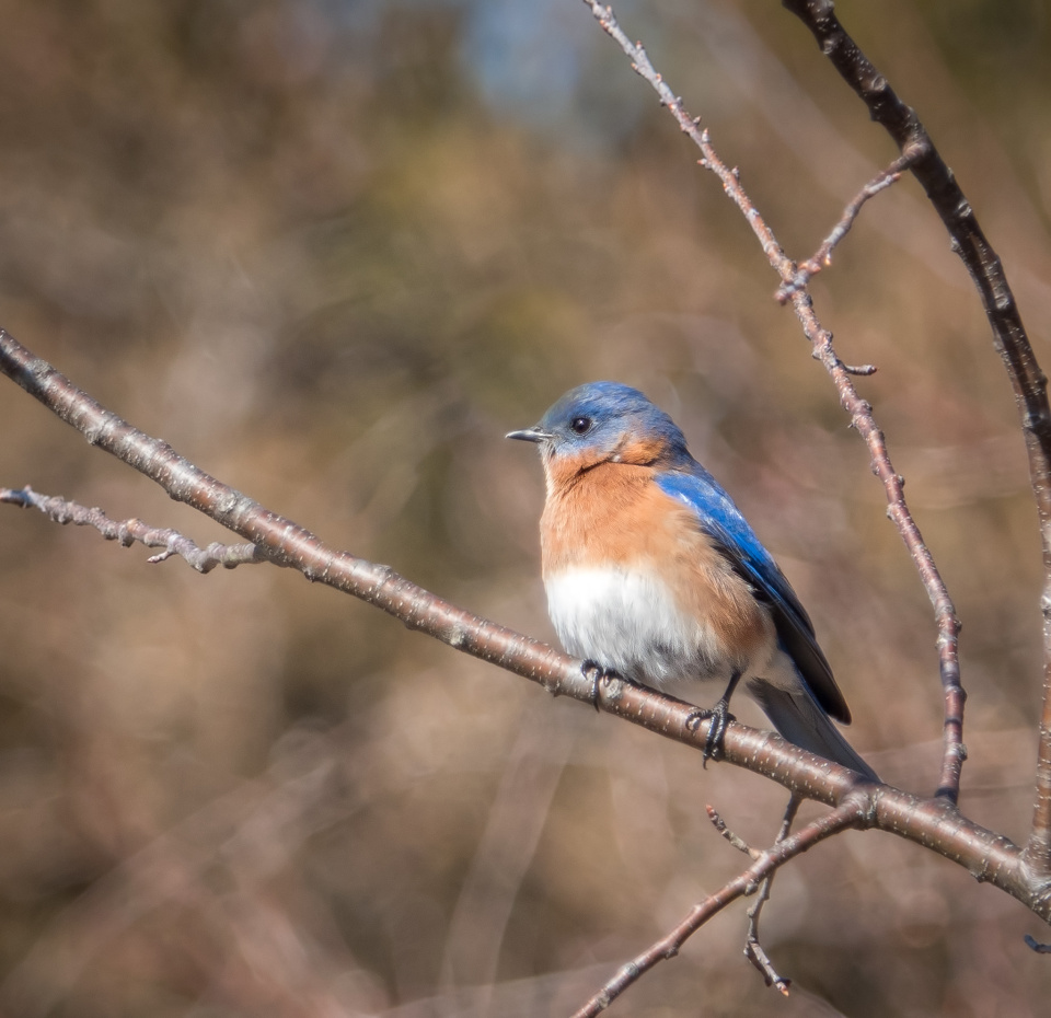 Bluebird Olympics wrperry Blipfoto