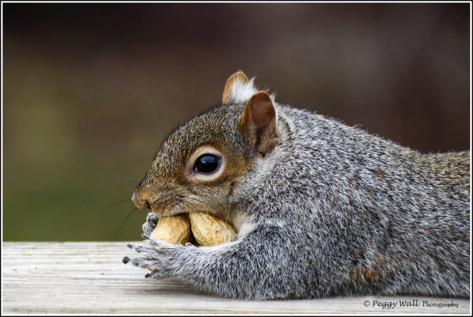 Squirrel Blip Friday ... | SquirrelsEtc | Blipfoto