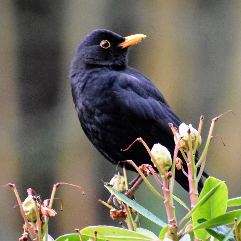 Beautiful Blackbird | esiuol | Blipfoto