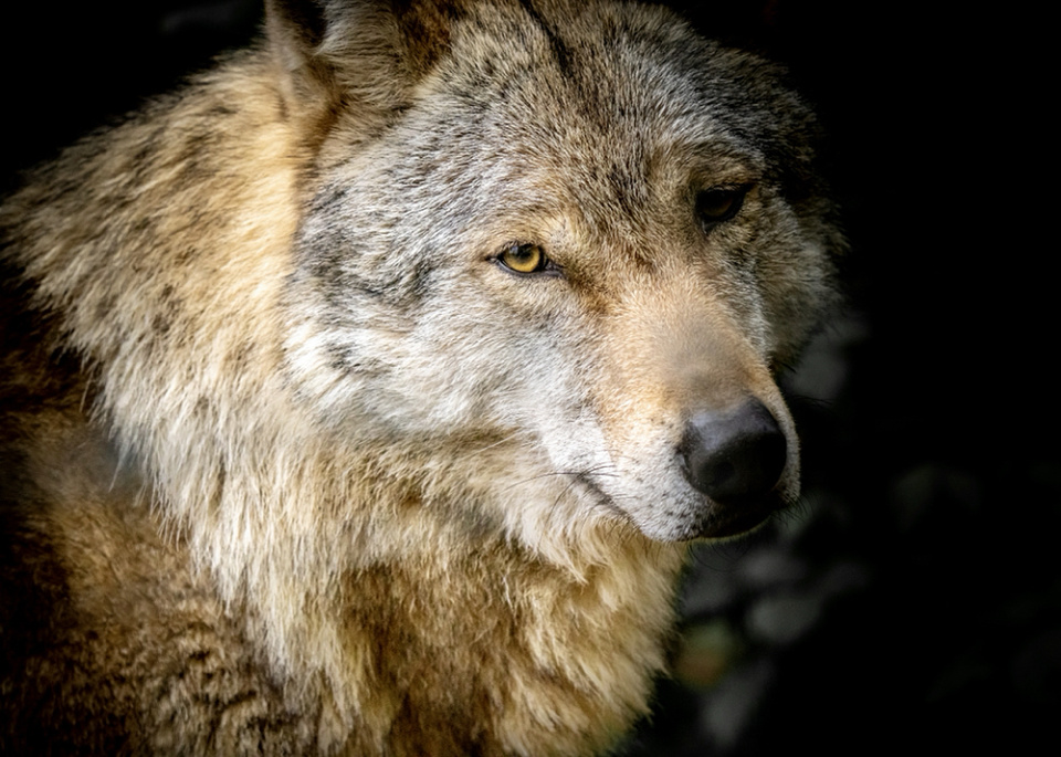 What's the time Mr. Wolf? | Marlytyz | Blipfoto