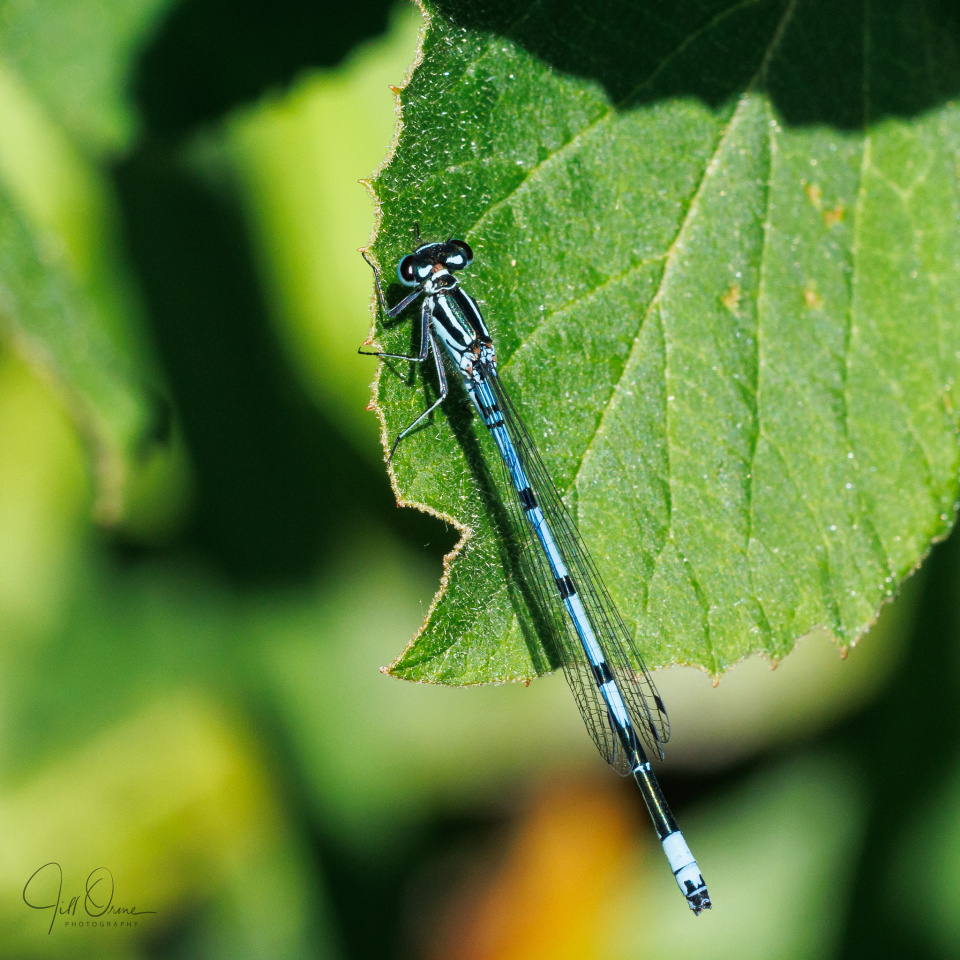 blue-boy-jdo-blipfoto