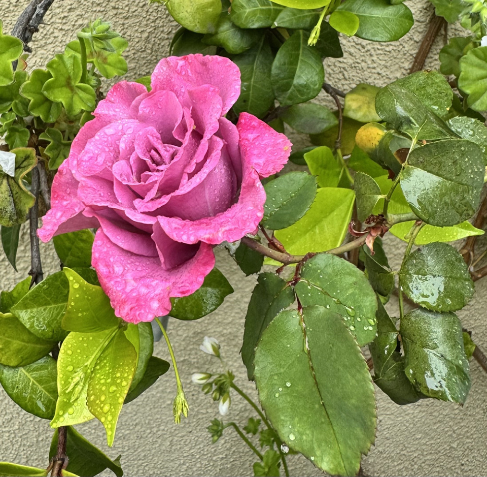 Debut Picture Roses CLIMBING ROSE DEBUT | simisue | Blipfoto