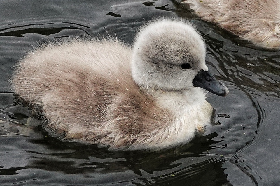 ‘Portrait of a Day Old Cygnet’ | Chris_P | Blipfoto