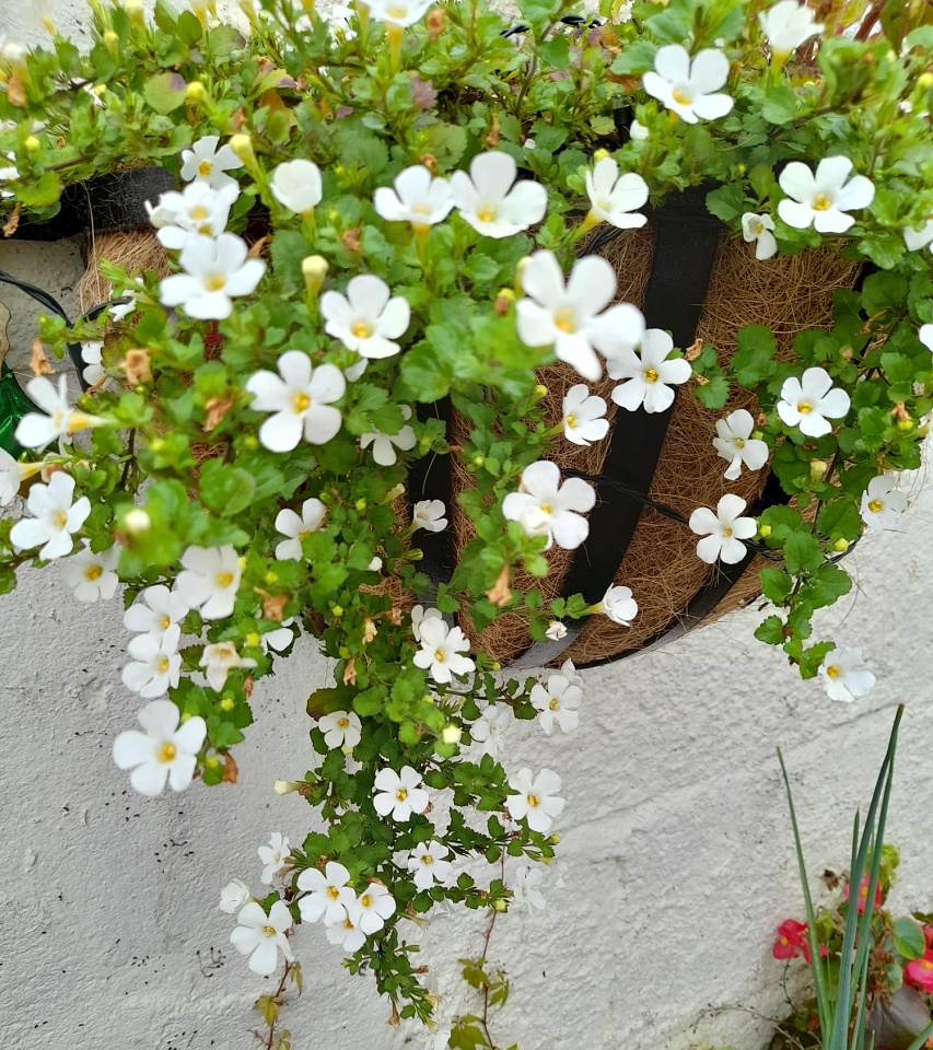 Hanging basket. sunflower Blipfoto