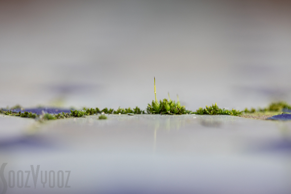 The Trouble with Moss | suehutton | Blipfoto The Trouble with Moss | suehutton