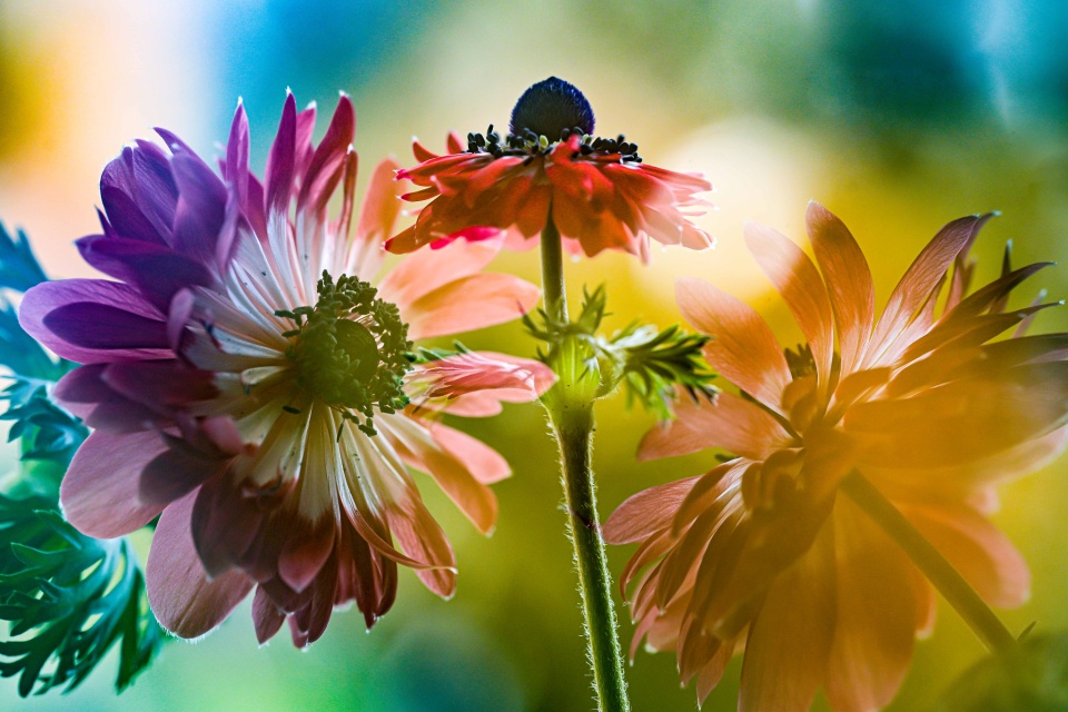 Multiple exposure of anemones | Aliscotia | Blipfoto