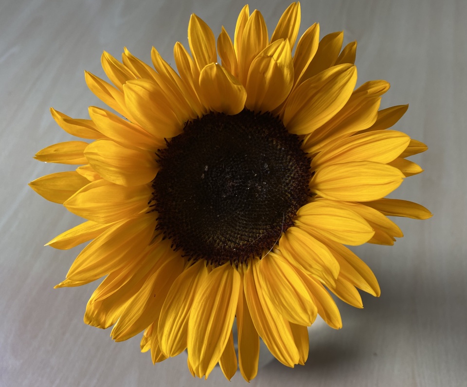 sunflowers-always-brighten-up-the-day