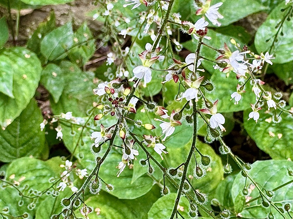 learning-about-plants-edisteve-blipfoto
