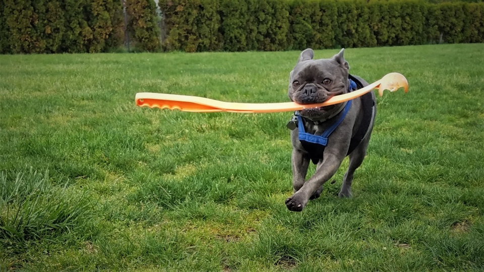 Throwing Stick/Retrieving Stick RonaldBerry Blipfoto