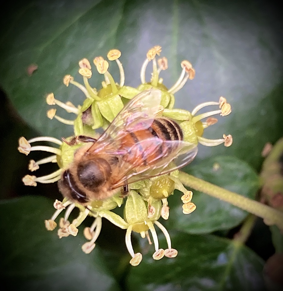 Bee On Ivy pplnani Blipfoto