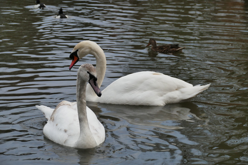 Dad (I think) and Tryfan46 Blipfoto