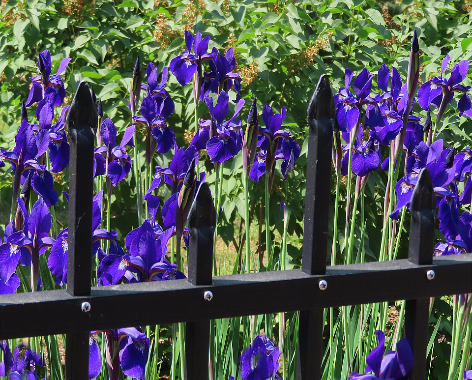 Iris Fence VandeGraaff Blipfoto