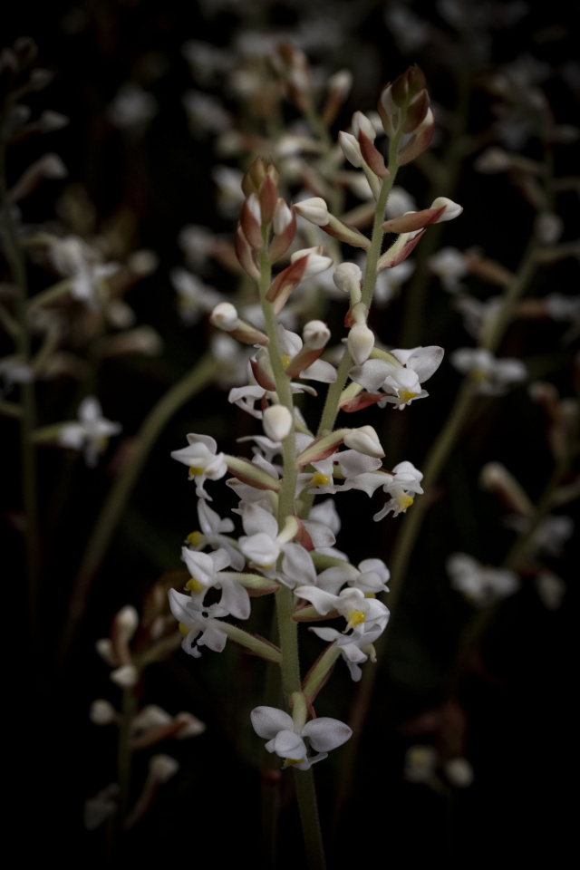 Jewel orchid deals flower