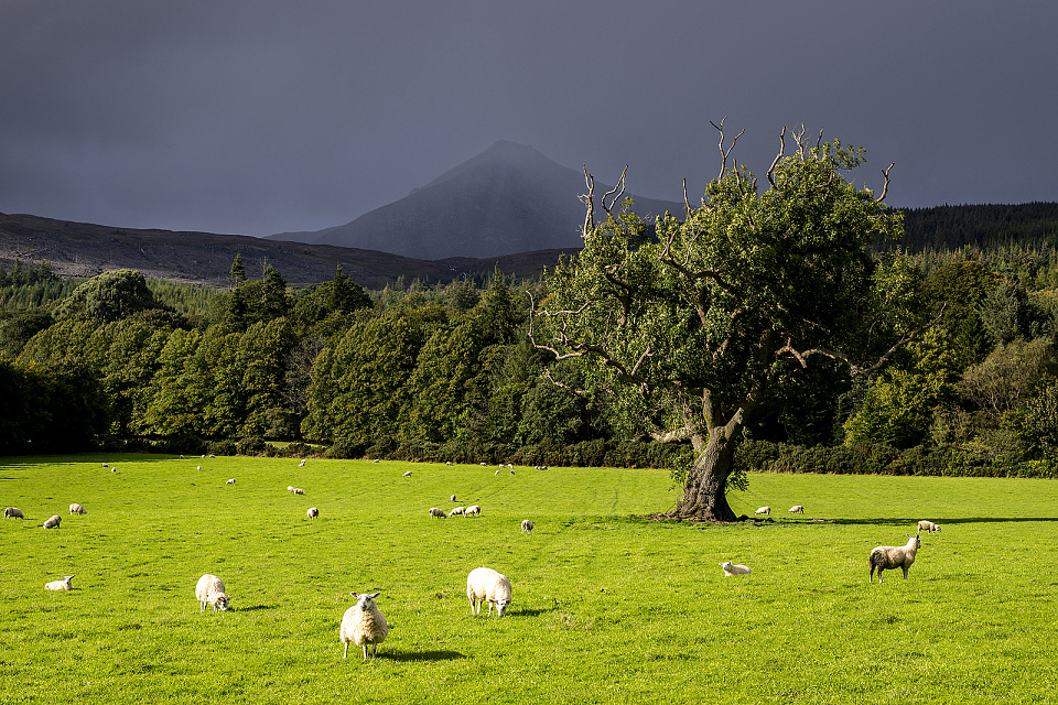 Goat Fell CorvidFiesta Blipfoto goat-fell-corvidfiesta-blipfoto