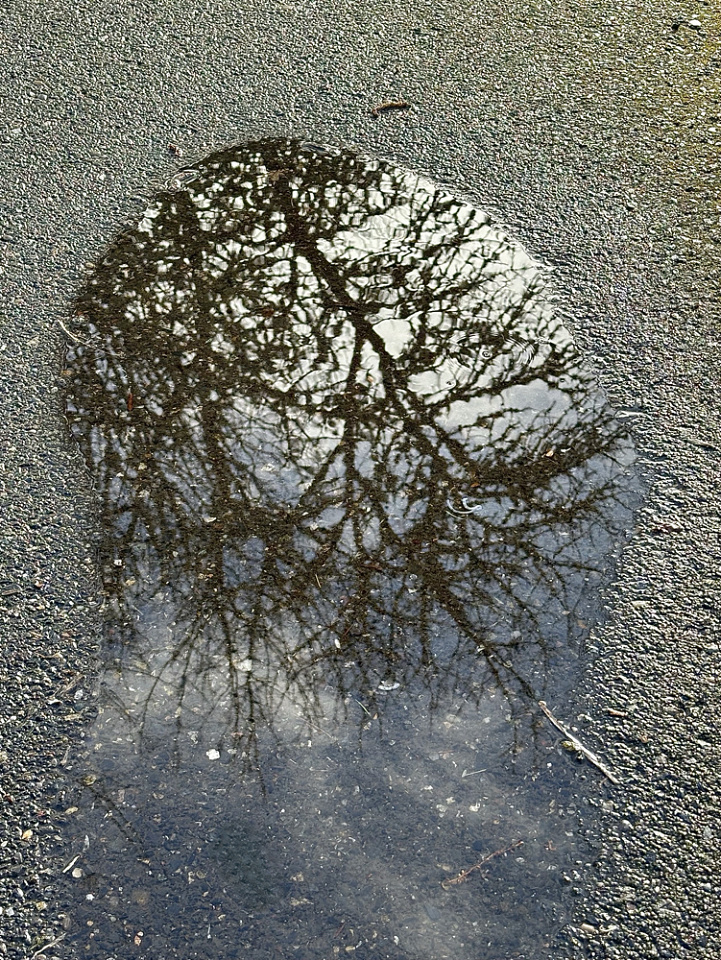 Reflections in a Puddle | seniormoments | Blipfoto