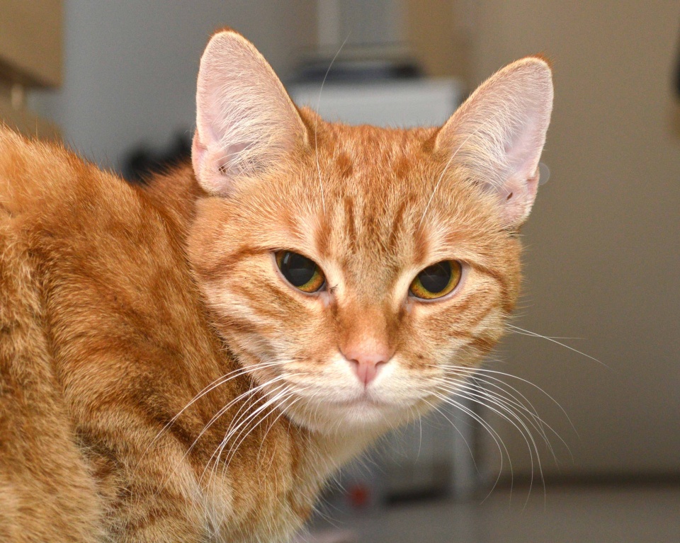 IronWilled Sweetie murgus Blipfoto