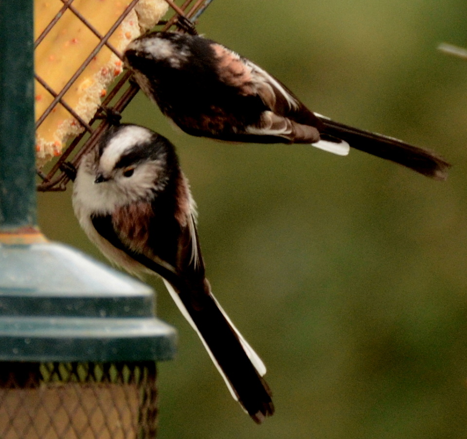 I put out another suet... chrisA Blipfoto