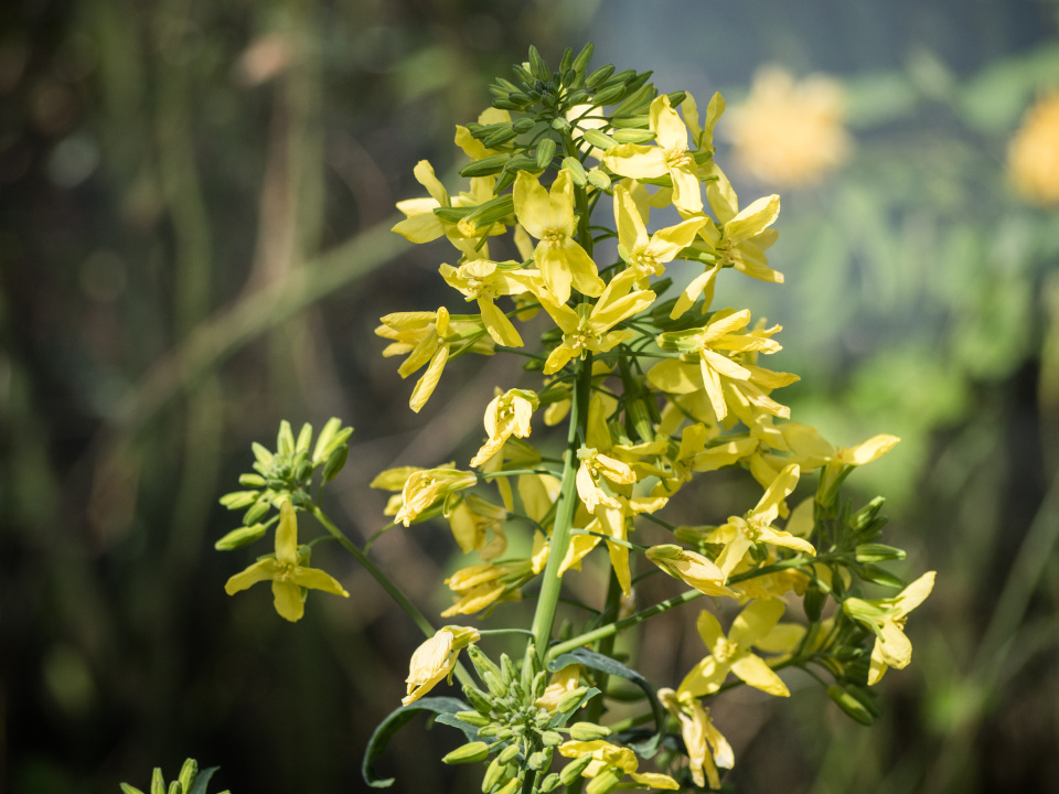 Kale flowers MotherShipton Blipfoto