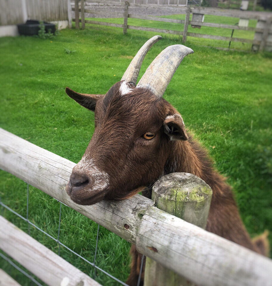 Haughton ice cream farm SophieBenbow Blipfoto