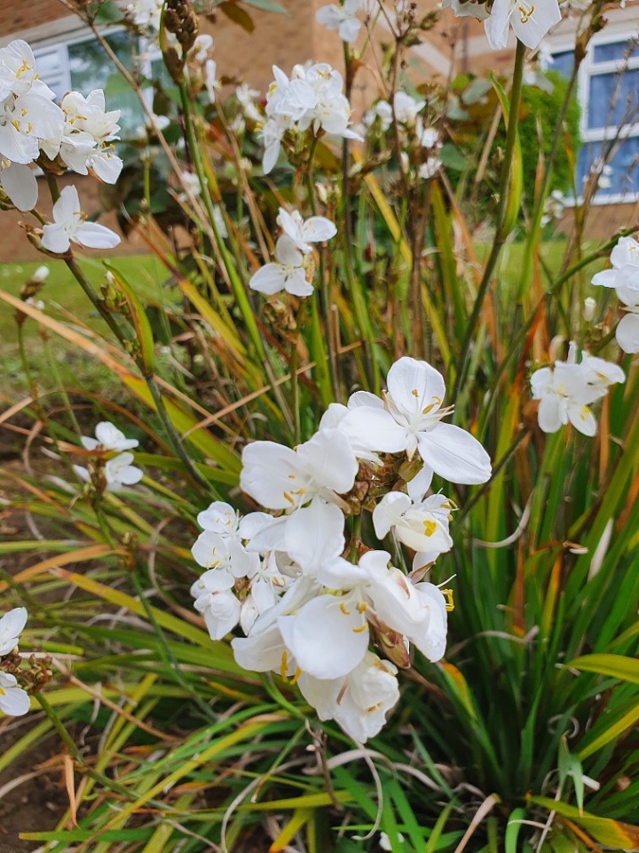 Libertia grandiflora | vince193 | Blipfoto