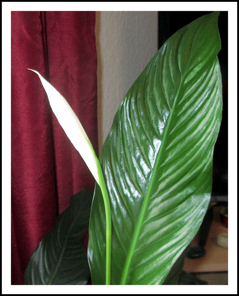A Bud on the Peace Lily. Grace55 Blipfoto