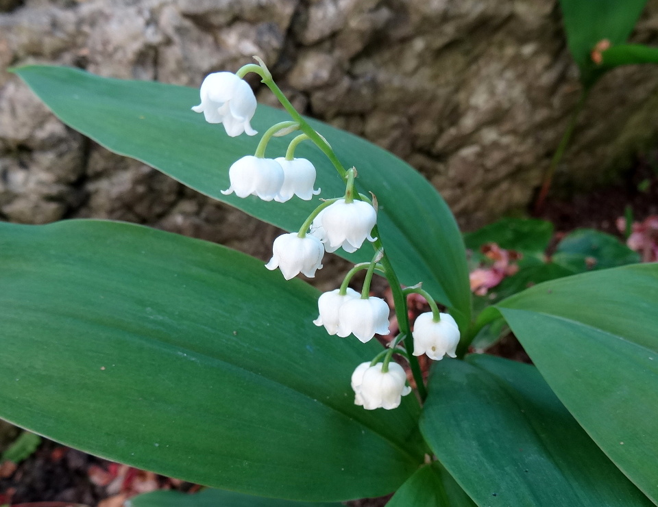 Lily Of The Valley Acnh Colors