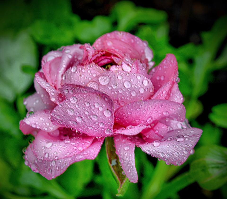 Another One | mambo | Blipfoto