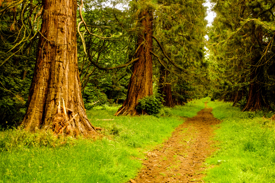 Giant Redwoods | DrK | Blipfoto