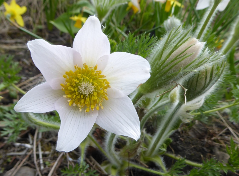 White Pasque Flower | lovenature | Blipfoto