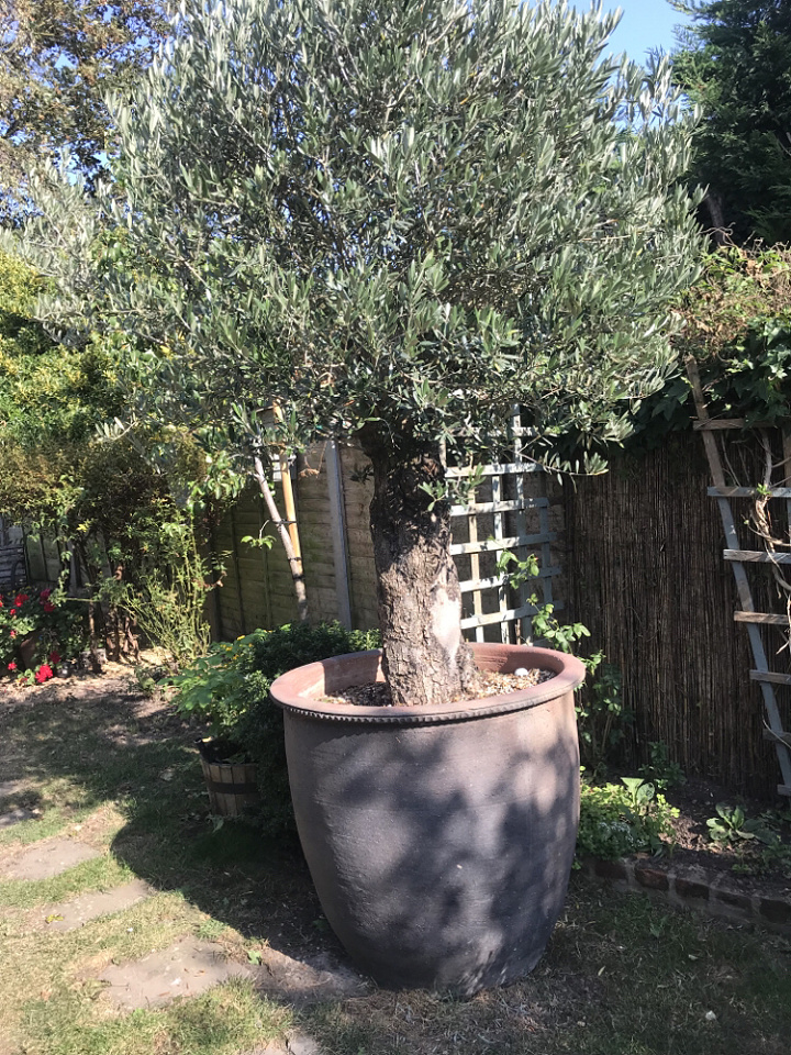 Biggest pot plant Ever !!! jac1954 Blipfoto