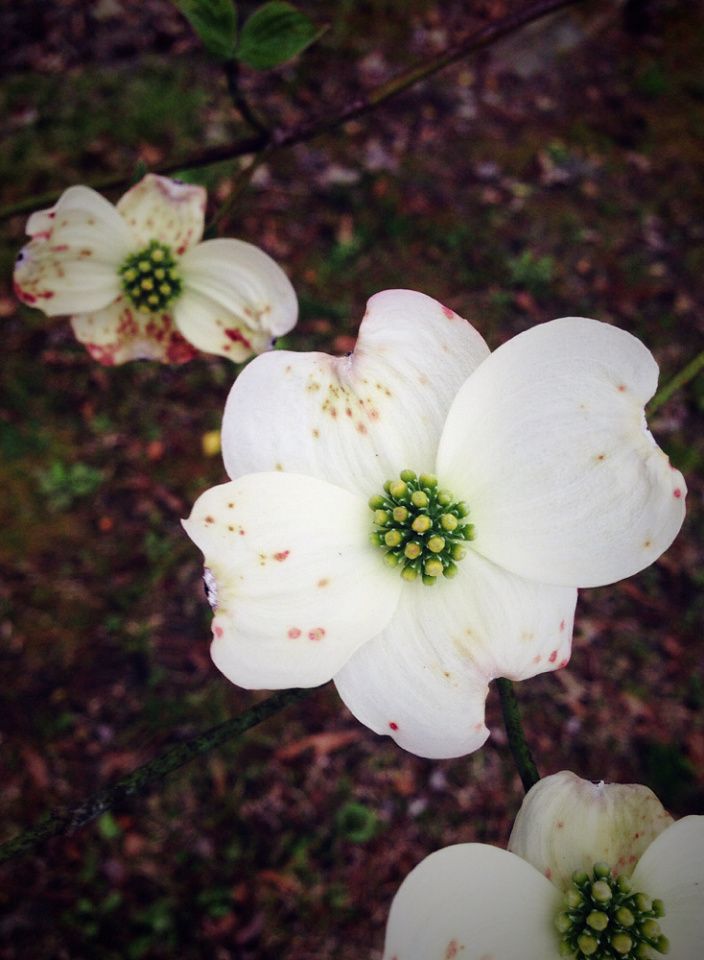 the-north-carolina-state-flower-anneilm60-blipfoto