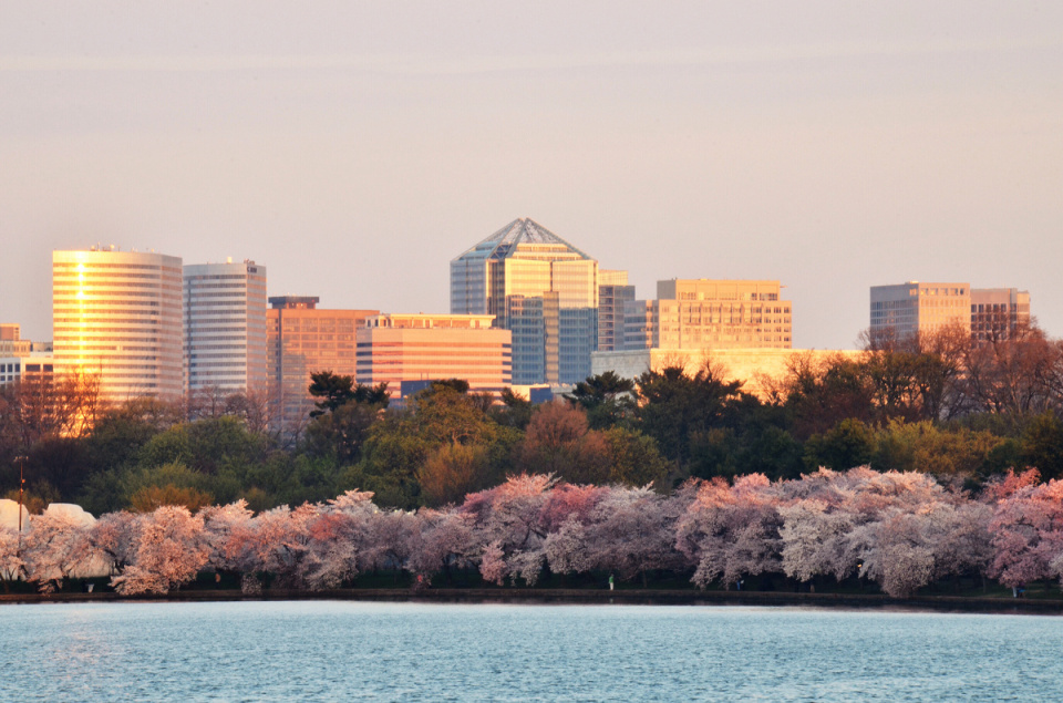 Dawn at the Tidal Basin | osuzanna | Blipfoto Dawn at the Tidal Basin | osuzanna