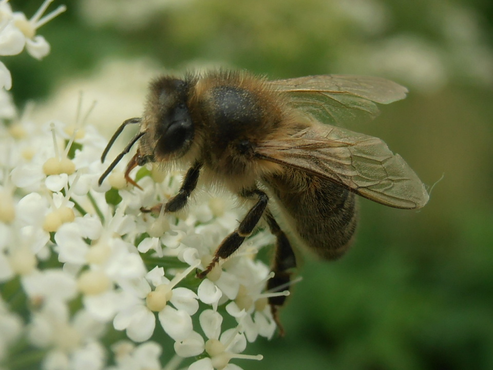 Bee showing his/her tongue! | Riko | Blipfoto