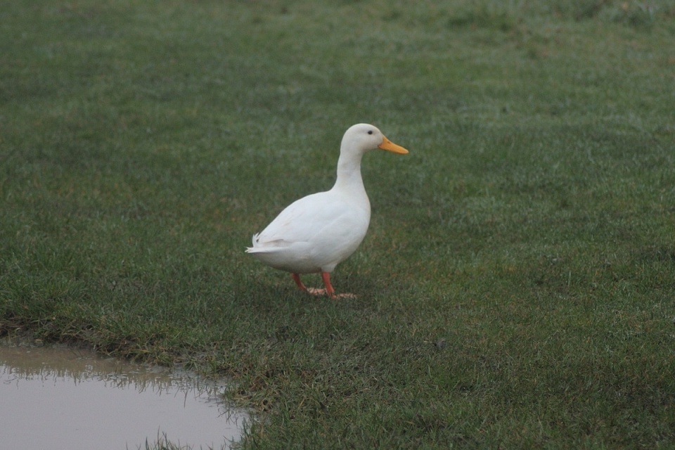 Aylesbury Duck | Velofor | Blipfoto Aylesbury Duck | Velofor