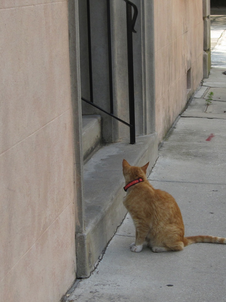 Charleston Cats alettertoelise Blipfoto