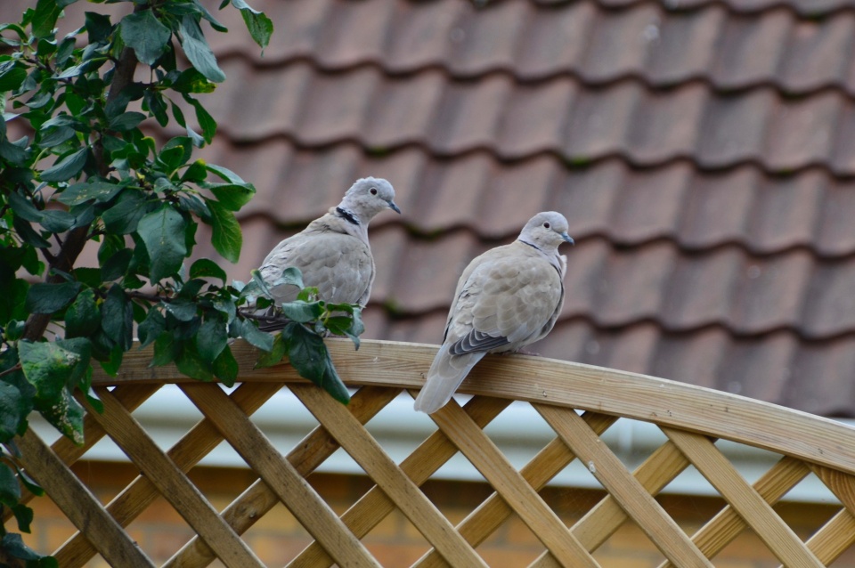 Two little dickie birds sitting on a wall | RonaMac | Blipfoto