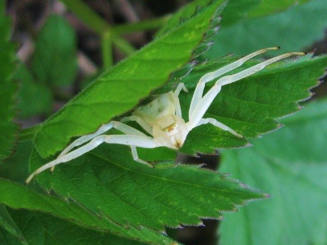 Macro Crab Spider La E Blipfoto