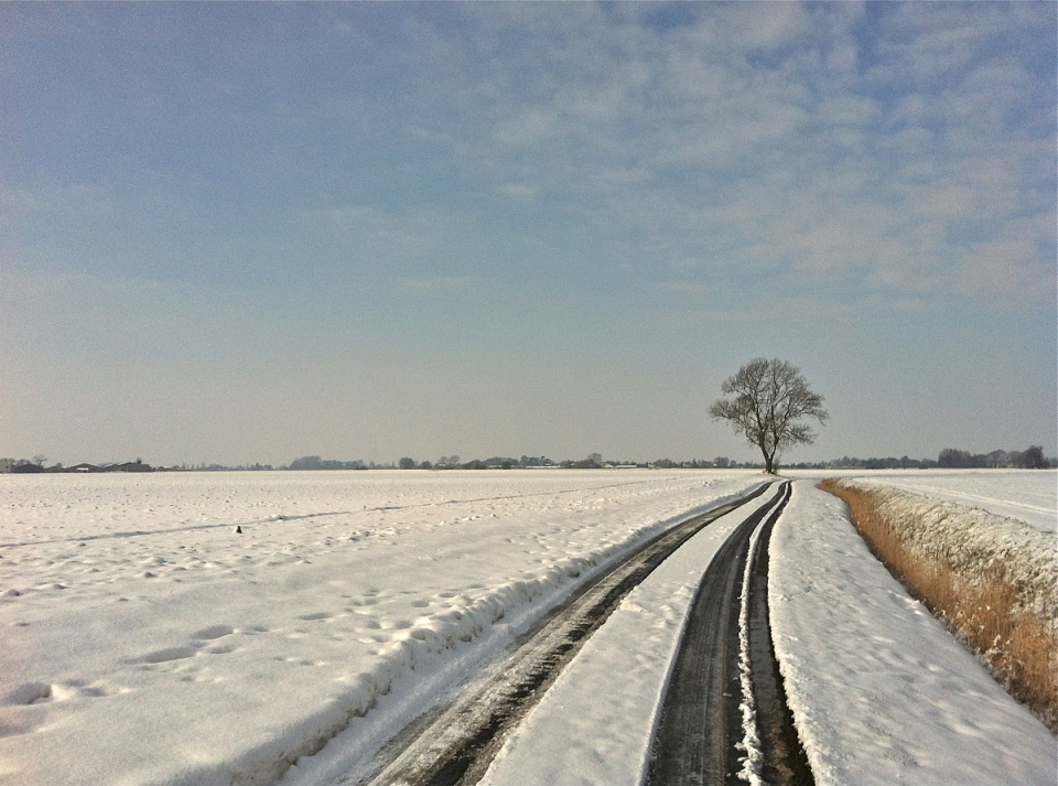 Distant tree | Tickytocky | Blipfoto Distant tree | Tickytocky